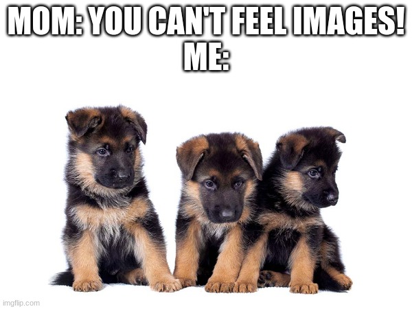 cmon admit it, you want one | MOM: YOU CAN'T FEEL IMAGES!
ME: | image tagged in mom,puppies,cute,funny,real,pet | made w/ Imgflip meme maker