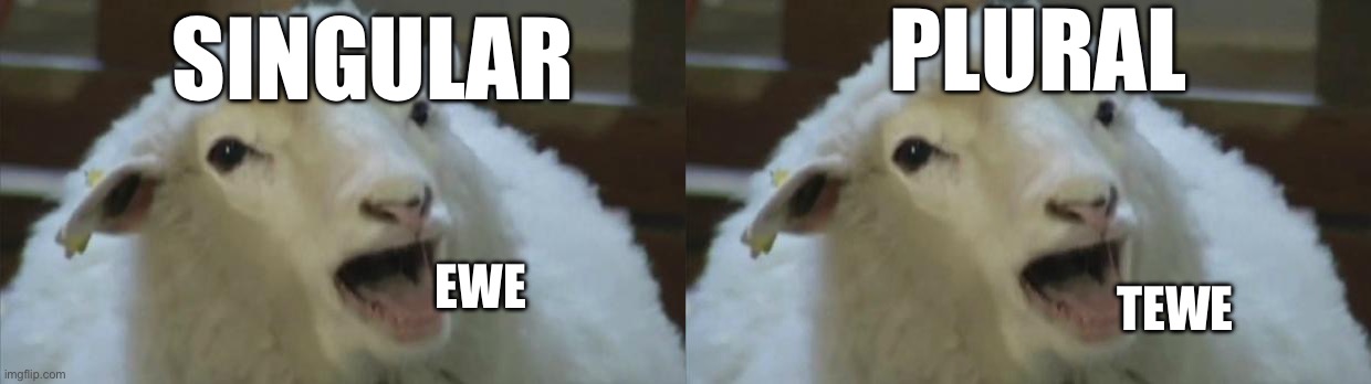 PLURAL; SINGULAR; TEWE; EWE | image tagged in derp sheep | made w/ Imgflip meme maker