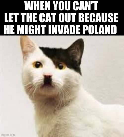 Hitler cat Hitler cat does whatever a Hitler cat does | WHEN YOU CAN’T LET THE CAT OUT BECAUSE HE MIGHT INVADE POLAND | image tagged in cat | made w/ Imgflip meme maker