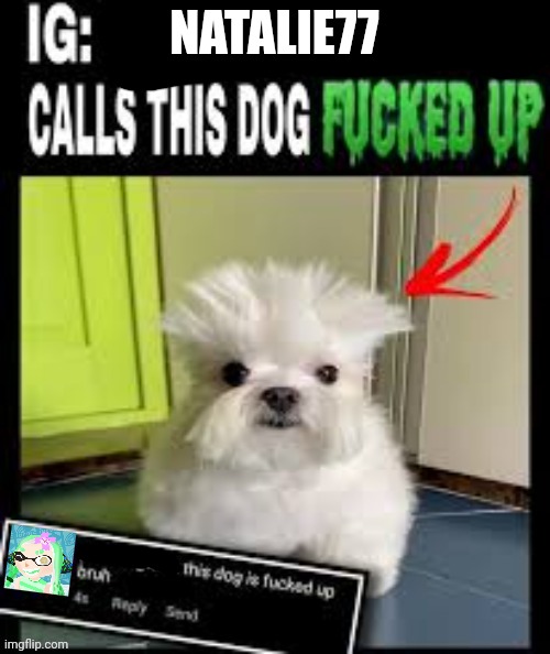 This dog is fucked up bruh 2 | NATALIE77 | image tagged in this dog is fucked up bruh 2 | made w/ Imgflip meme maker