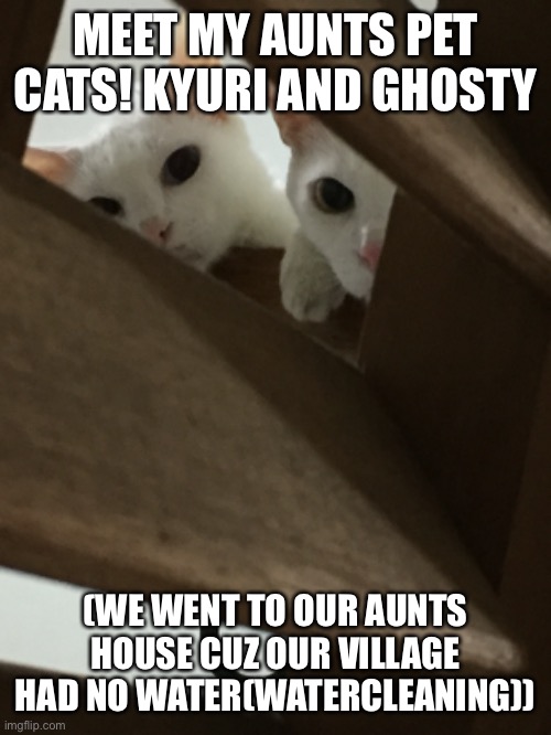 MEET MY AUNTS PET CATS! KYURI AND GHOSTY; (WE WENT TO OUR AUNTS HOUSE CUZ OUR VILLAGE HAD NO WATER(WATERCLEANING)) | made w/ Imgflip meme maker