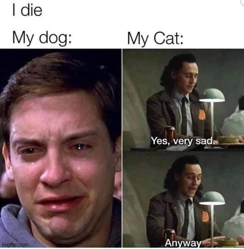 mod note: fr | image tagged in memes,funny,dogs vs cats,pets | made w/ Imgflip meme maker