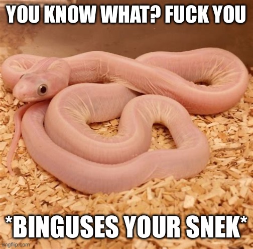 Bingus Snek | YOU KNOW WHAT? FUCK YOU; *BINGUSES YOUR SNEK* | image tagged in bingus,snek | made w/ Imgflip meme maker