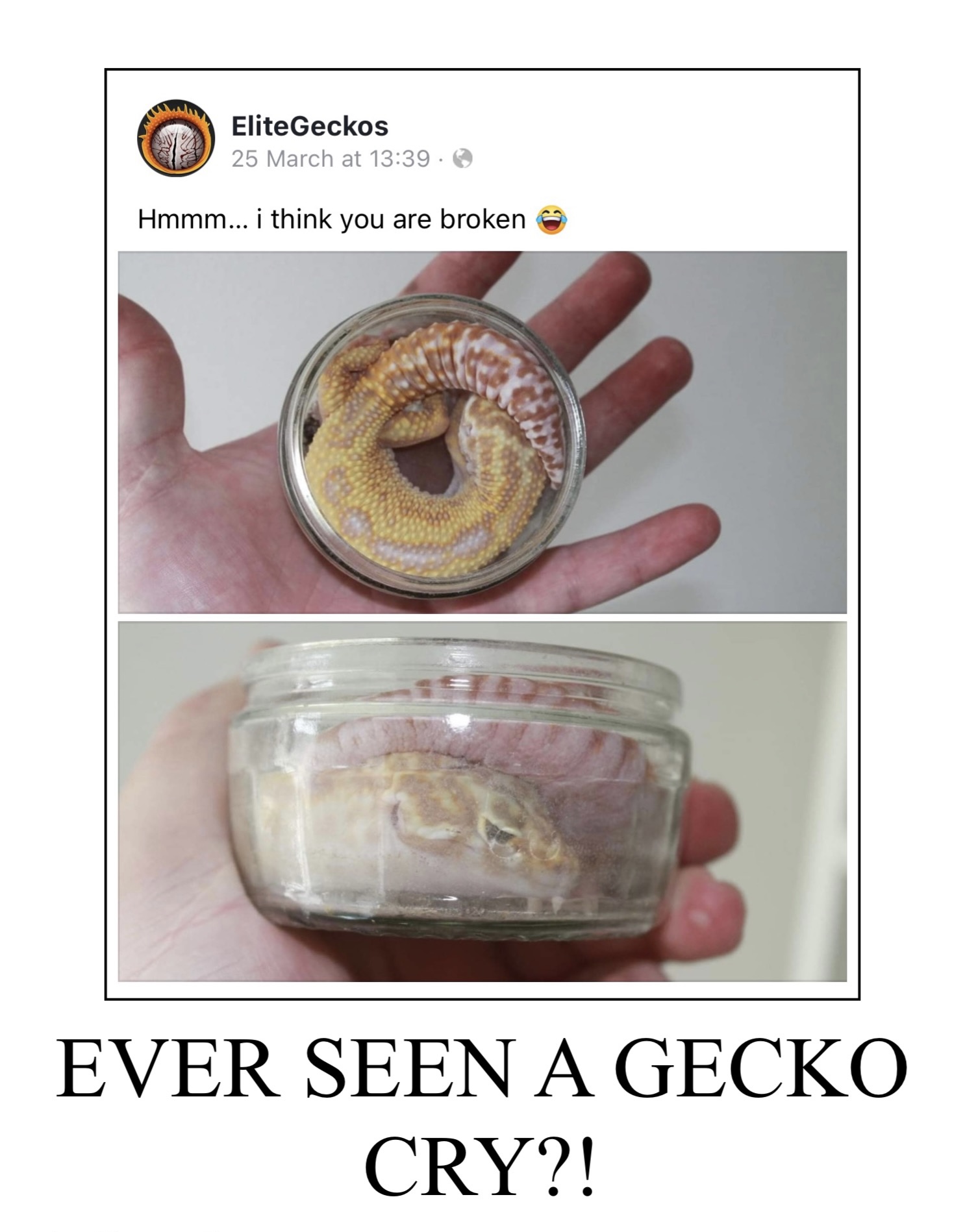 High Quality Save the Geckos Blank Meme Template