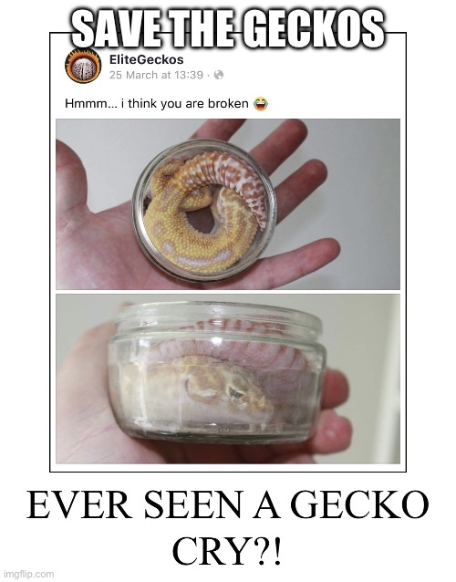 Save the geckos | SAVE THE GECKOS | image tagged in animal,gecko,abuse | made w/ Imgflip meme maker