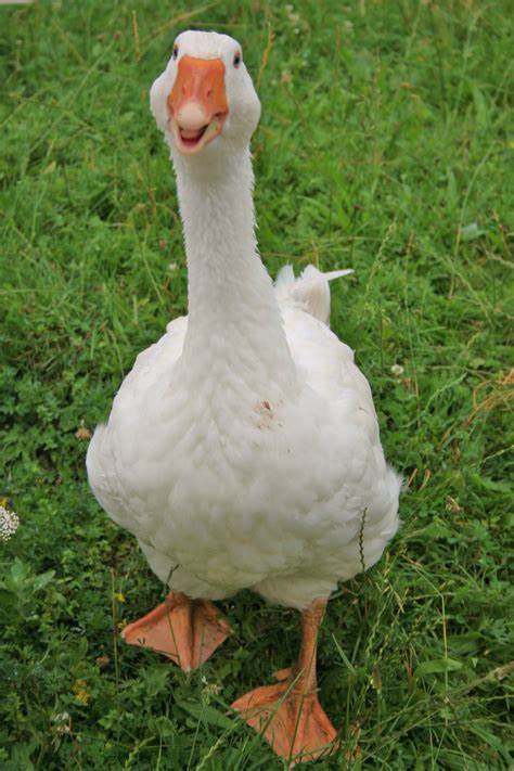 the happy goose format Blank Meme Template