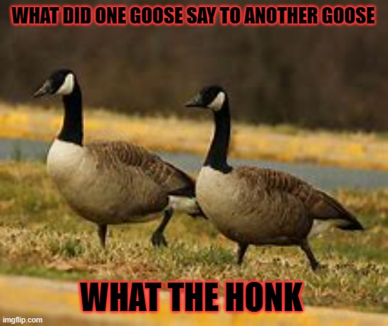 two geese chilling on the side | WHAT DID ONE GOOSE SAY TO ANOTHER GOOSE; WHAT THE HONK | image tagged in two geese chilling on the side | made w/ Imgflip meme maker