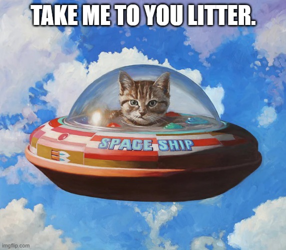 meme by Brad cat take me to your litter | TAKE ME TO YOU LITTER. | image tagged in cat meme | made w/ Imgflip meme maker