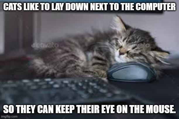 meme by Brad cat keep eye on computer mouse | CATS LIKE TO LAY DOWN NEXT TO THE COMPUTER; SO THEY CAN KEEP THEIR EYE ON THE MOUSE. | image tagged in cat meme | made w/ Imgflip meme maker
