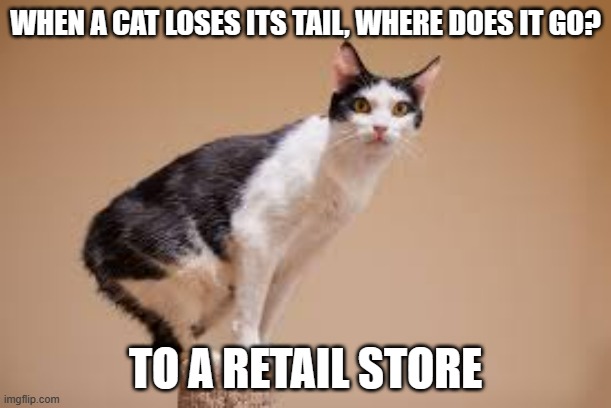 meme by Brad cats go to retail store | WHEN A CAT LOSES ITS TAIL, WHERE DOES IT GO? TO A RETAIL STORE | image tagged in cat meme | made w/ Imgflip meme maker