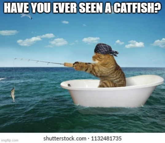 meme by Brad have you ever seen a catfish? | HAVE YOU EVER SEEN A CATFISH? | image tagged in cat memes | made w/ Imgflip meme maker