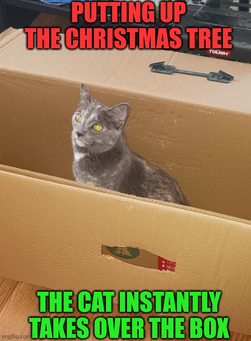 IT'S THE CATS BOX NOW | PUTTING UP THE CHRISTMAS TREE; THE CAT INSTANTLY TAKES OVER THE BOX | image tagged in cats,funny cats,christmas tree | made w/ Imgflip meme maker