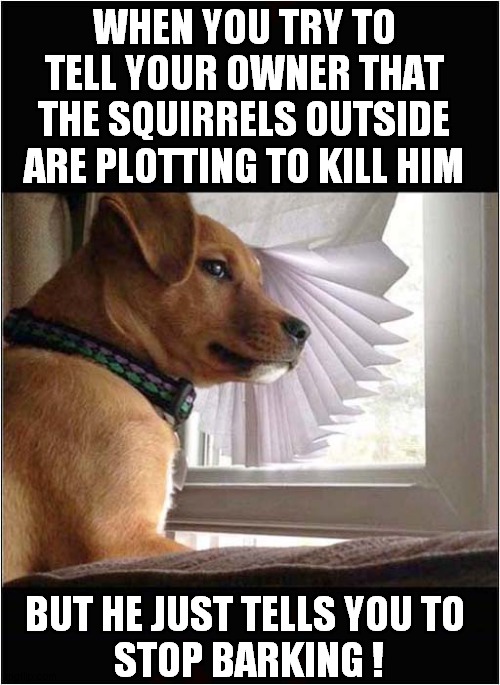 Squirrel Warning Ignored ! | WHEN YOU TRY TO TELL YOUR OWNER THAT THE SQUIRRELS OUTSIDE ARE PLOTTING TO KILL HIM; BUT HE JUST TELLS YOU TO 
STOP BARKING ! | image tagged in dogs,squirrels,warning,barking | made w/ Imgflip meme maker
