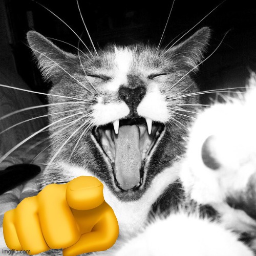 laughing cat | image tagged in laughing,laughing cat,cats,mocking,cat,funny | made w/ Imgflip meme maker