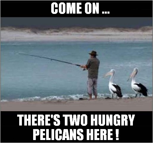 Lazy Pelicans ! | COME ON ... THERE'S TWO HUNGRY
PELICANS HERE ! | image tagged in pelican,lazy,fishing | made w/ Imgflip meme maker