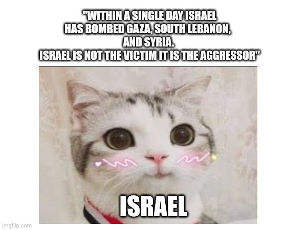 Israel is the aggressor | "WITHIN A SINGLE DAY ISRAEL HAS BOMBED GAZA, SOUTH LEBANON,  
AND SYRIA. 
ISRAEL IS NOT THE VICTIM IT IS THE AGGRESSOR"; ISRAEL | image tagged in cute cat | made w/ Imgflip meme maker