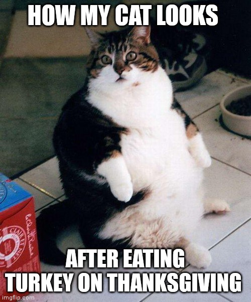 Cat After Thanksgiving | HOW MY CAT LOOKS; AFTER EATING TURKEY ON THANKSGIVING | image tagged in fat cat,funny memes | made w/ Imgflip meme maker