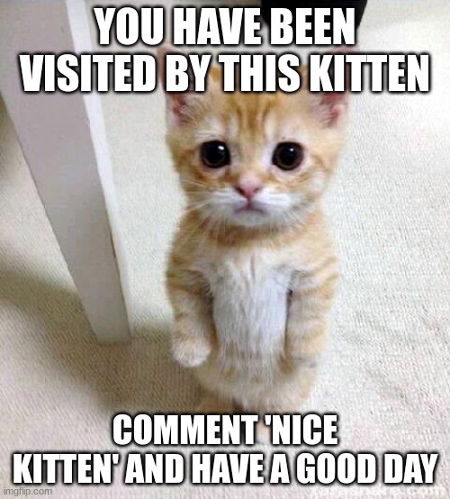 k i t t e n | YOU HAVE BEEN VISITED BY THIS KITTEN; COMMENT 'NICE KITTEN' AND HAVE A GOOD DAY | image tagged in memes,cute cat | made w/ Imgflip meme maker