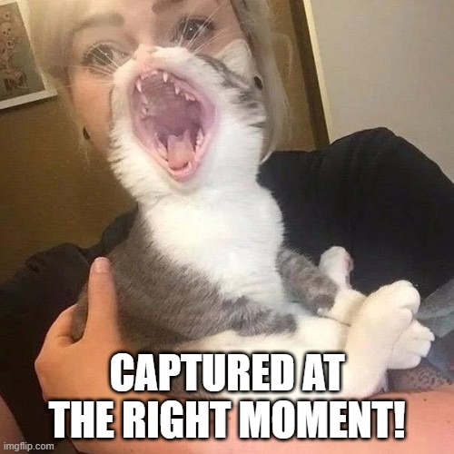 Cat Lady | CAPTURED AT THE RIGHT MOMENT! | image tagged in cats | made w/ Imgflip meme maker