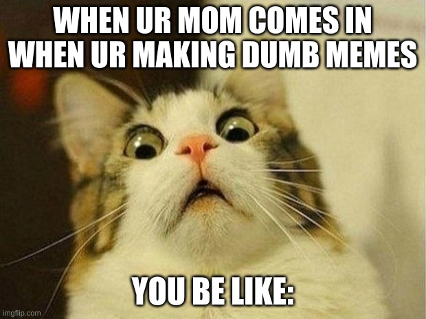 cat | WHEN UR MOM COMES IN WHEN UR MAKING DUMB MEMES; YOU BE LIKE: | image tagged in memes,scared cat | made w/ Imgflip meme maker