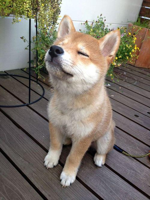 High Quality Chill doge Blank Meme Template