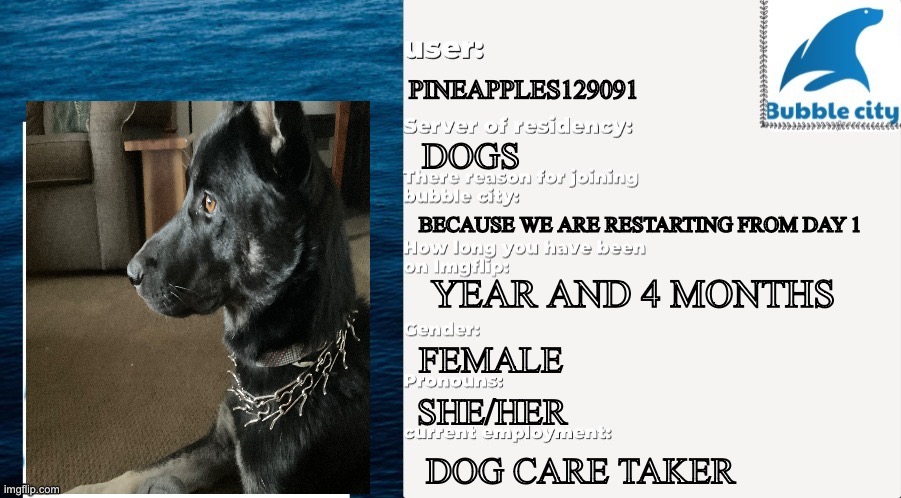 Accepted | PINEAPPLES129091; DOGS; BECAUSE WE ARE RESTARTING FROM DAY 1; YEAR AND 4 MONTHS; FEMALE; SHE/HER; DOG CARE TAKER | image tagged in official bubble city passport template | made w/ Imgflip meme maker