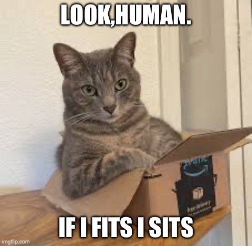 LOOK,HUMAN. IF I FITS I SITS | image tagged in cats,funny memes | made w/ Imgflip meme maker
