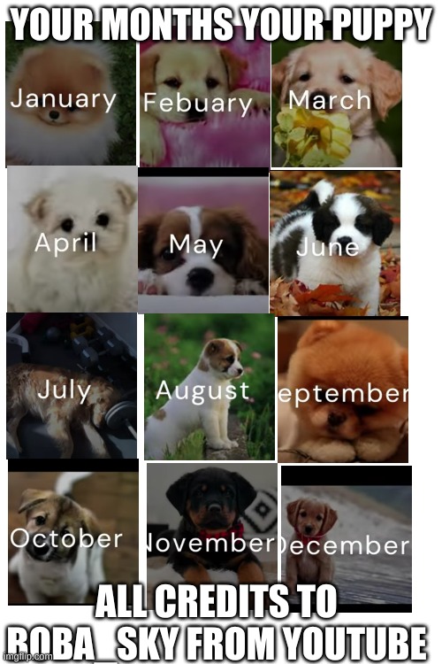 not a meme | YOUR MONTHS YOUR PUPPY; ALL CREDITS TO BOBA_SKY FROM YOUTUBE | image tagged in not a meme | made w/ Imgflip meme maker