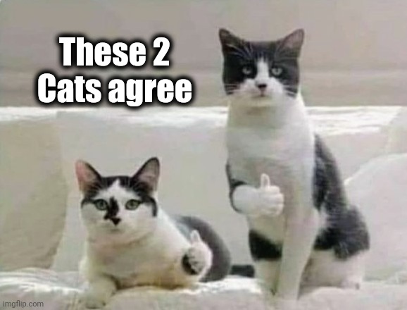 Thumbs up Cats | These 2 Cats agree | image tagged in thumbs up cats | made w/ Imgflip meme maker