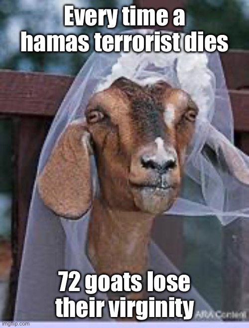 muslim goat | Every time a hamas terrorist dies; 72 goats lose their virginity | image tagged in muslim goat | made w/ Imgflip meme maker