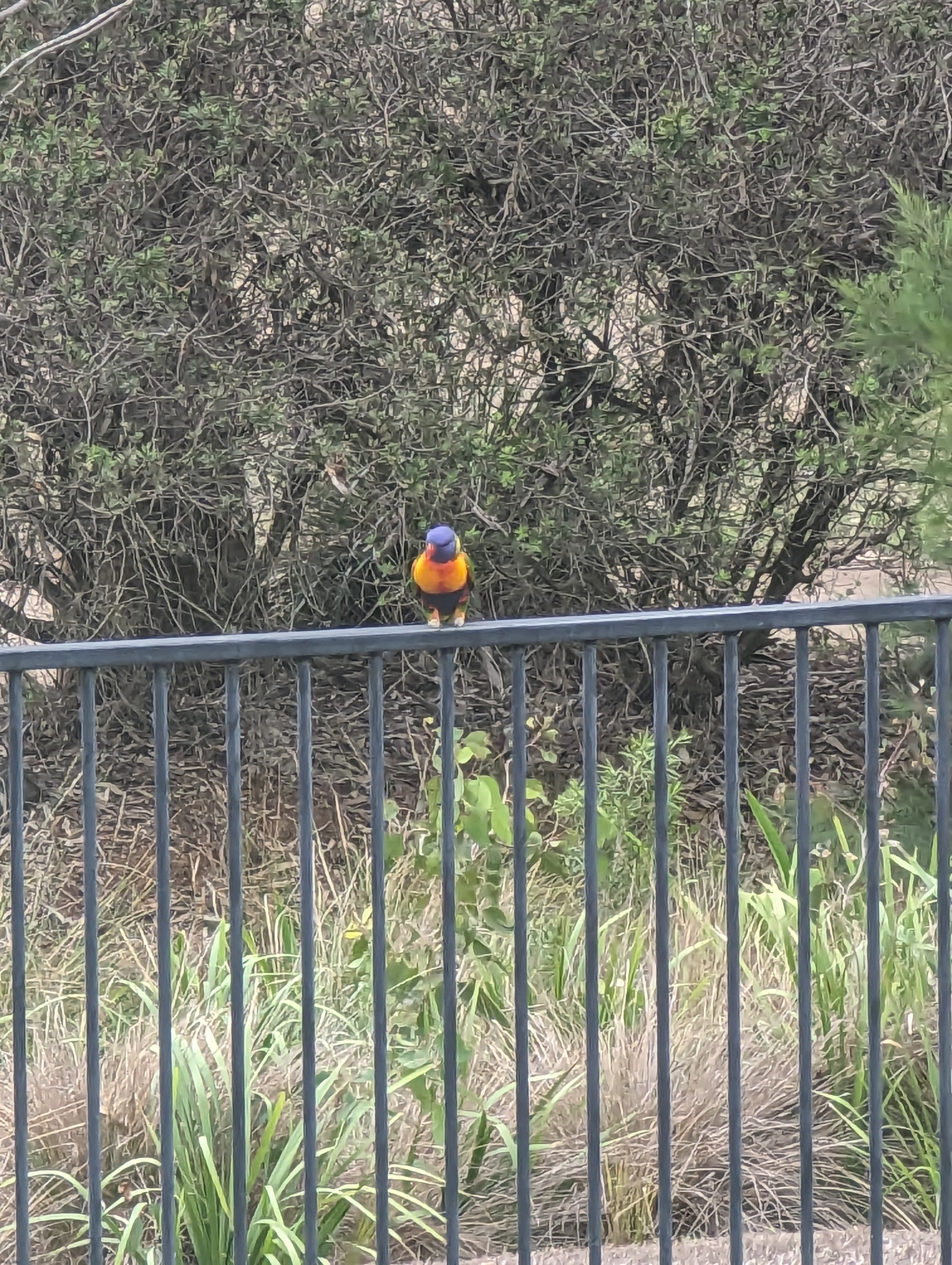 Random ass Rainbow Lorikeet on my back fence | image tagged in bird,pics | made w/ Imgflip meme maker