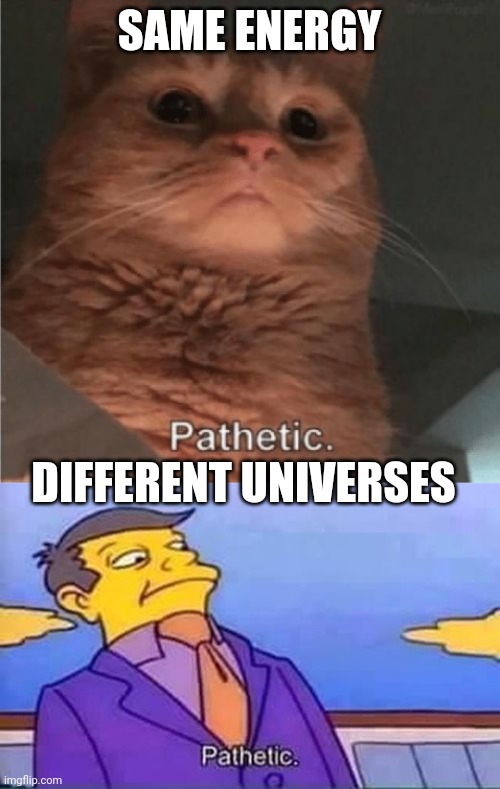 Same energy | SAME ENERGY; DIFFERENT UNIVERSES | image tagged in pathetic cat,skinner pathetic | made w/ Imgflip meme maker