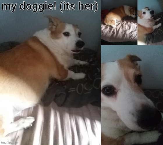 i love her | my doggie! (its her) | image tagged in dog | made w/ Imgflip meme maker