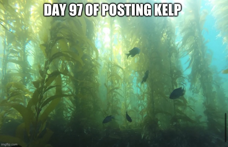 Kelp2 | DAY 97 OF POSTING KELP | image tagged in kelp2 | made w/ Imgflip meme maker