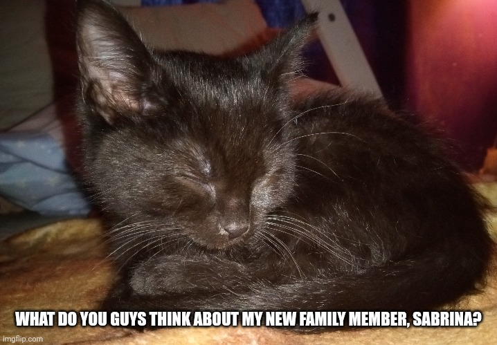 New Family Member! | WHAT DO YOU GUYS THINK ABOUT MY NEW FAMILY MEMBER, SABRINA? | image tagged in cats,cute,why are you reading the tags | made w/ Imgflip meme maker