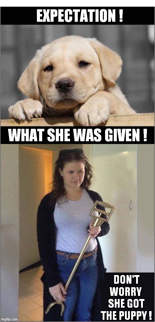 When She Ask Her Dad For A Golden Retriever For Her Birthday  ! | EXPECTATION ! WHAT SHE WAS GIVEN ! DON'T WORRY 
SHE GOT THE PUPPY ! | image tagged in dogs,golden retriever,gift,dad joke | made w/ Imgflip meme maker