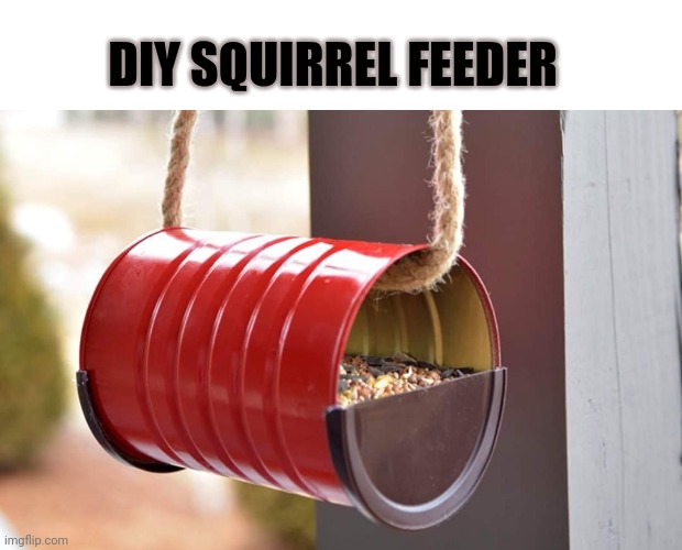Ha | DIY SQUIRREL FEEDER | image tagged in squirrel,birds,feed me,diy | made w/ Imgflip meme maker