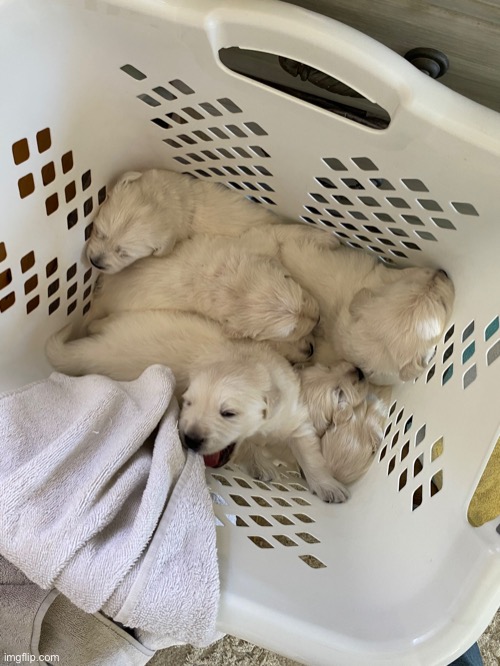 Puppies! | image tagged in white retrievers,not my dogs | made w/ Imgflip meme maker