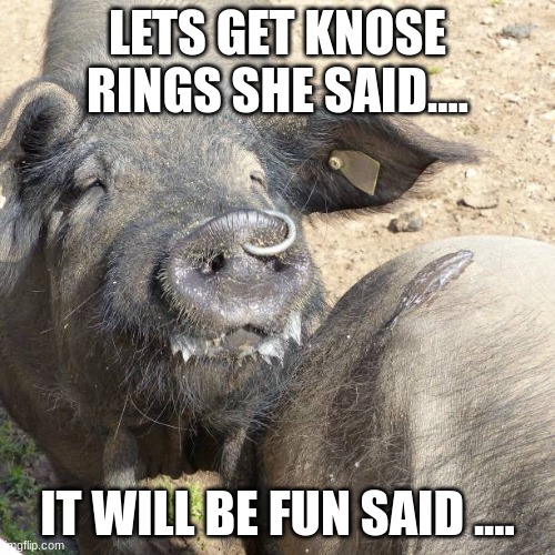 nose rings for hims.... | LETS GET KNOSE RINGS SHE SAID.... IT WILL BE FUN SAID .... | image tagged in my bad | made w/ Imgflip meme maker
