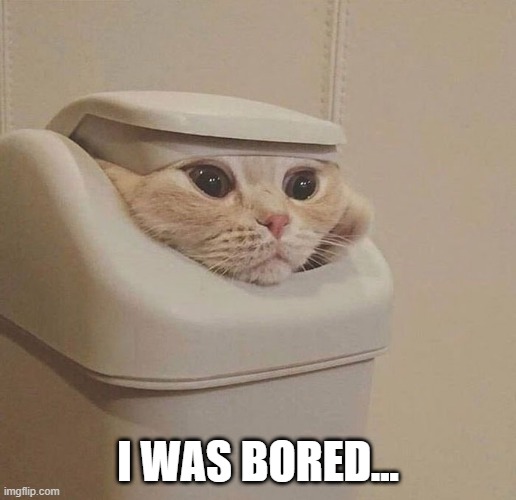 Trash Cat | I WAS BORED... | image tagged in funny cat | made w/ Imgflip meme maker