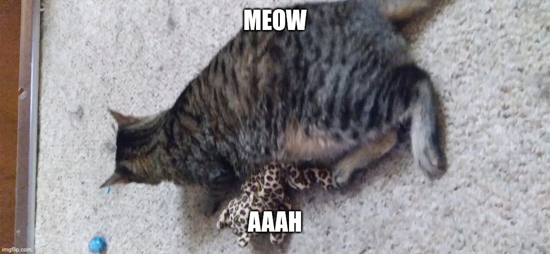 Catssssspeed | MEOW; AAAH | image tagged in the cat with a cat | made w/ Imgflip meme maker