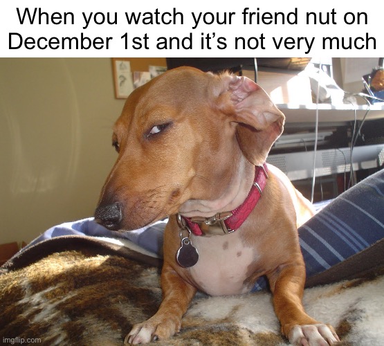 You failed NNN, didn’t you? | When you watch your friend nut on
December 1st and it’s not very much | image tagged in suspicious dog | made w/ Imgflip meme maker