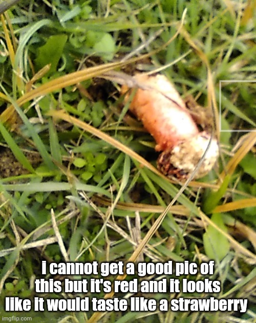 why all the good looking shit poisonous | i cannot get a good pic of this but it's red and it looks like it would taste like a strawberry | made w/ Imgflip meme maker