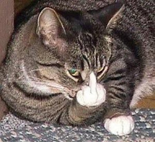 Cat Middle Finger | image tagged in cat middle finger | made w/ Imgflip meme maker