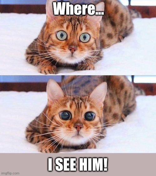 Cat Wide-Eyes | Where... I SEE HIM! | image tagged in cat wide-eyes | made w/ Imgflip meme maker