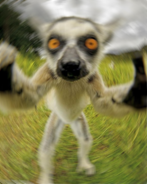 blurry lemur Blank Meme Template