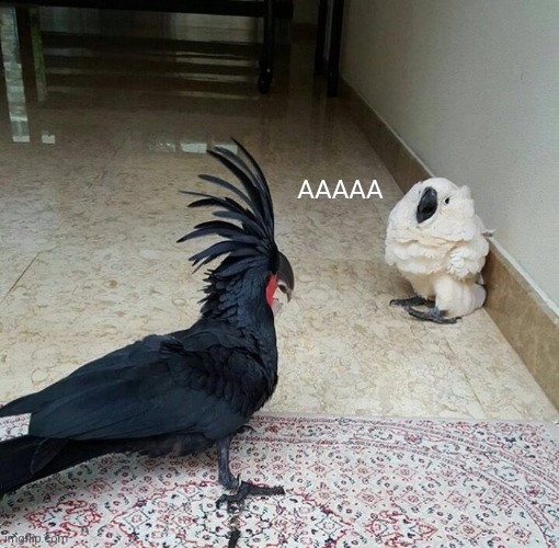 White bird afraid of goth bird | AAAAA | image tagged in white bird afraid of goth bird | made w/ Imgflip meme maker