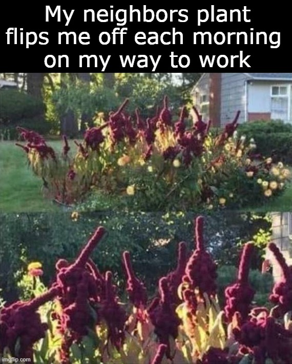 They do love me | My neighbors plant flips me off each morning 
on my way to work | image tagged in work,neighbors | made w/ Imgflip meme maker