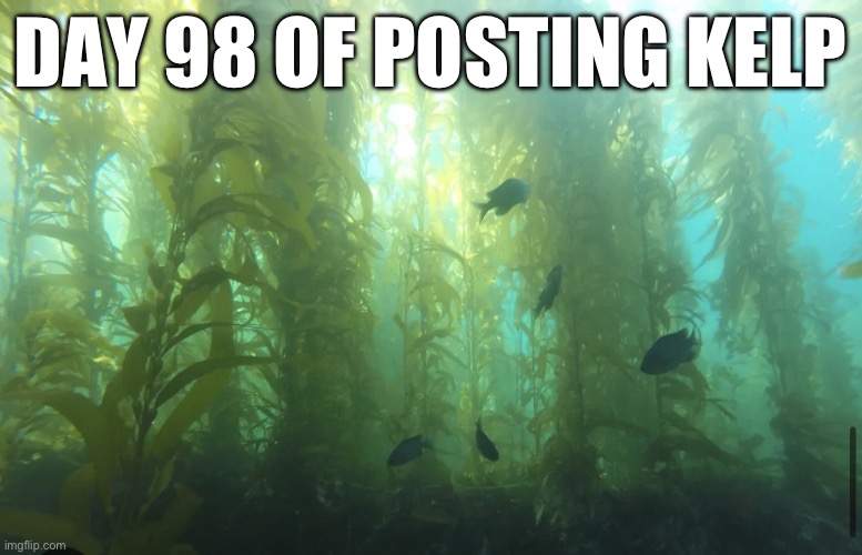 Kelp2 | DAY 98 OF POSTING KELP | image tagged in kelp2 | made w/ Imgflip meme maker