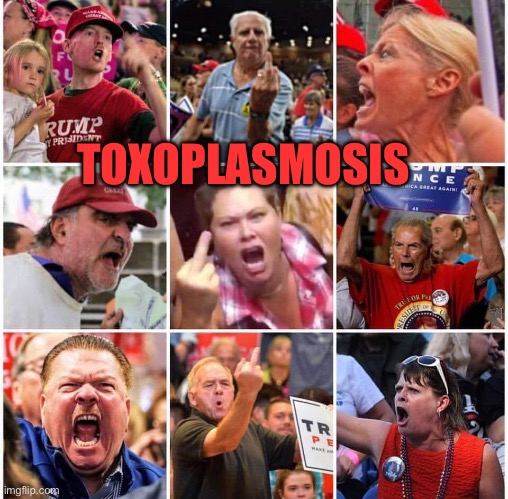 Triggered Trump supporters | TOXOPLASMOSIS | image tagged in triggered trump supporters | made w/ Imgflip meme maker